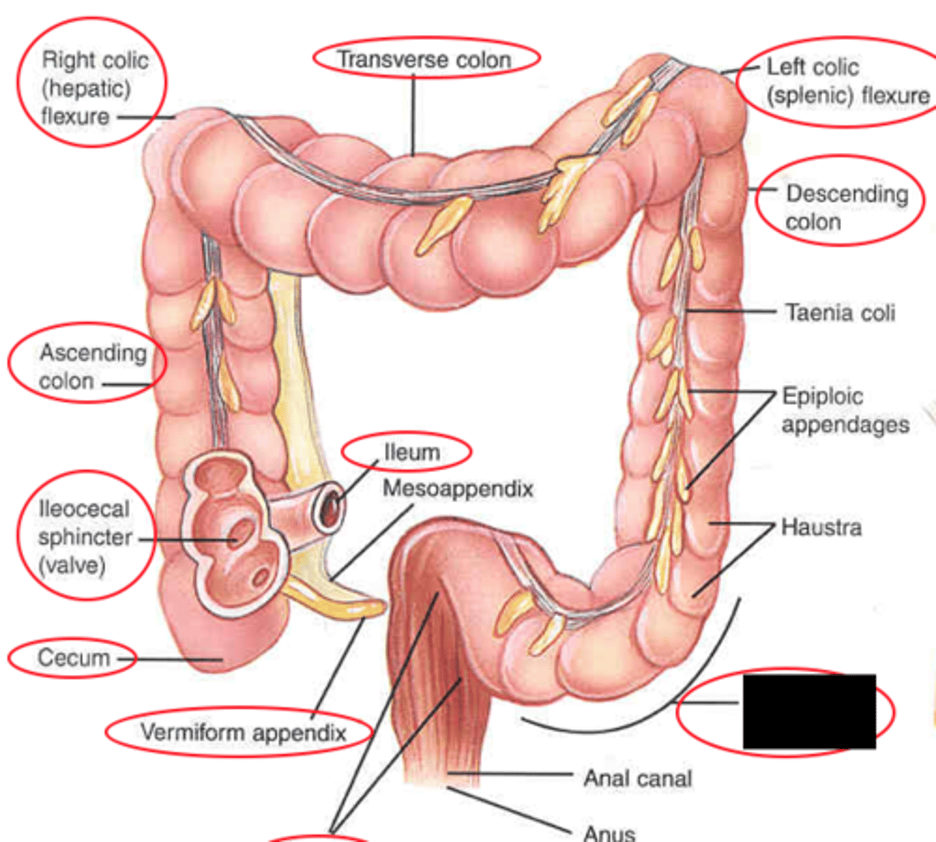 knowt flashcard image