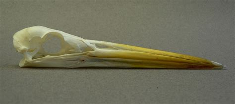 <p>Common name:</p><p>Genus and species:</p><p>Family:</p><p>Order:</p><p>Alpha Code:</p>