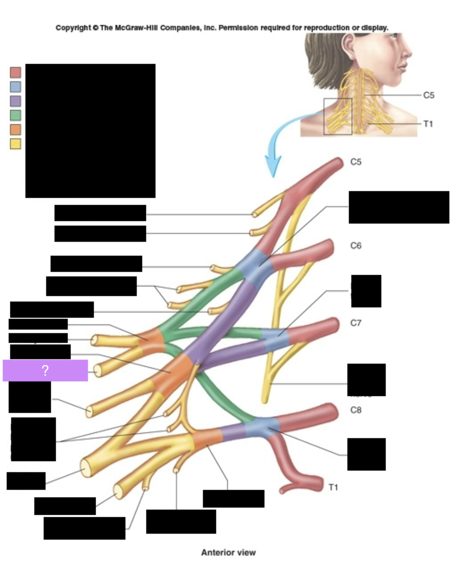 <p>Arm extensor muscles, inferior lateral shoulder. Outside arm.</p>