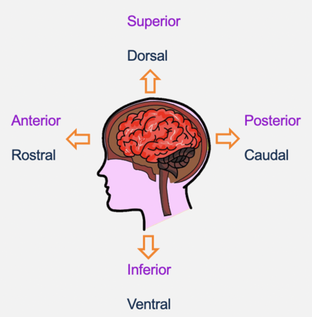 <p>- Dorsal/superior (top of brain).</p><p>- Caudal/posterior (back of brain).</p><p>- Ventral/inferior (bottom of brain).</p><p>- Rostral/anterior (front of brain).</p><p>- Medial: towards the middle</p><p>- Lateral: towards the side</p>