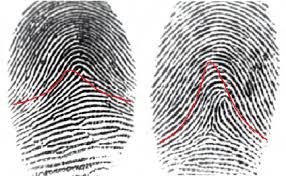 <p>Tented arch fingerprint</p>