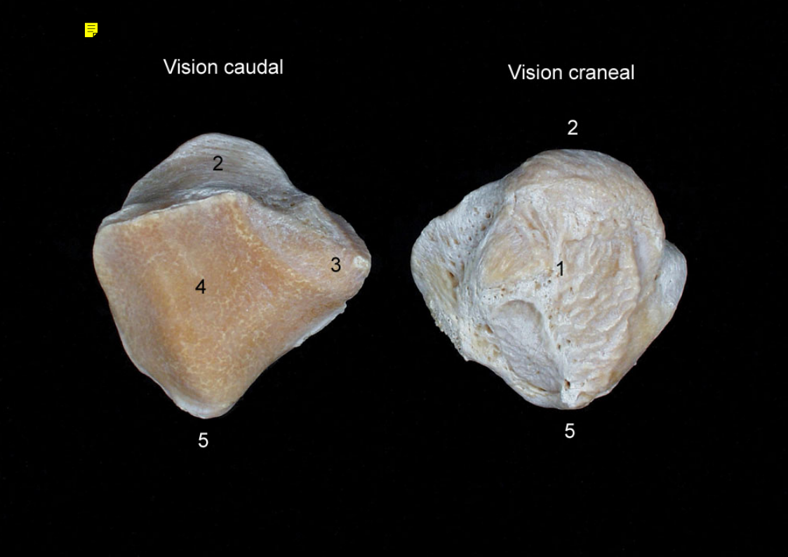 <p><strong>1</strong> -<strong> </strong>(cara cranial) (eq.)</p>