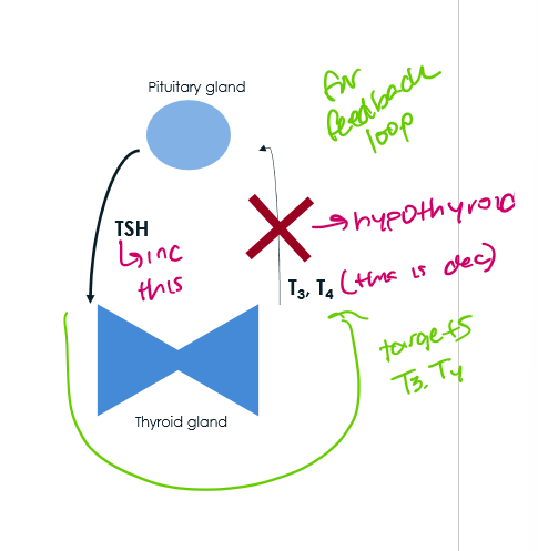 <ol><li><p>inc TSH from pituitary </p></li><li><p>thyroid gland doesnt make as mucuh T3, T4 </p></li></ol><p></p>