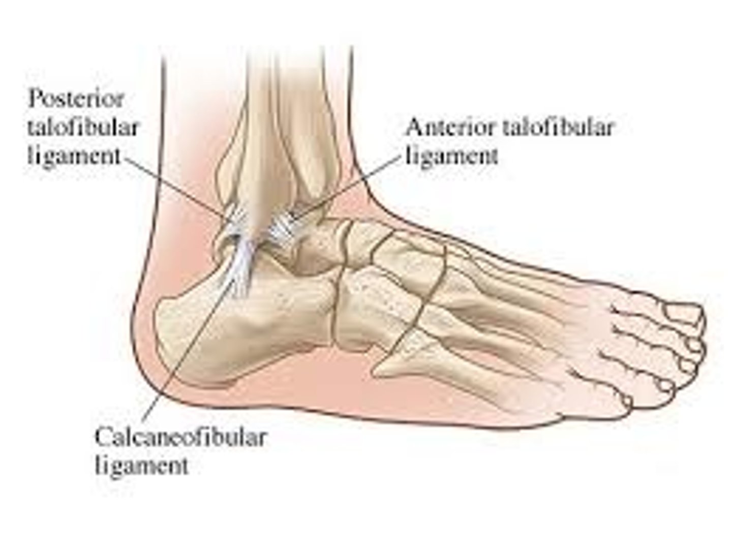 <p>attaches the lateral malleolus of the fibula to the talus</p>