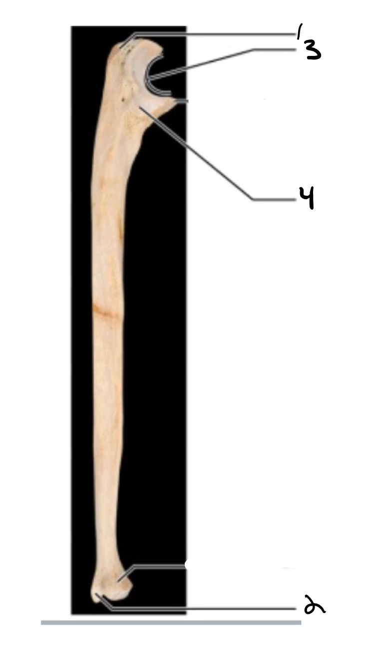 <p>4</p>