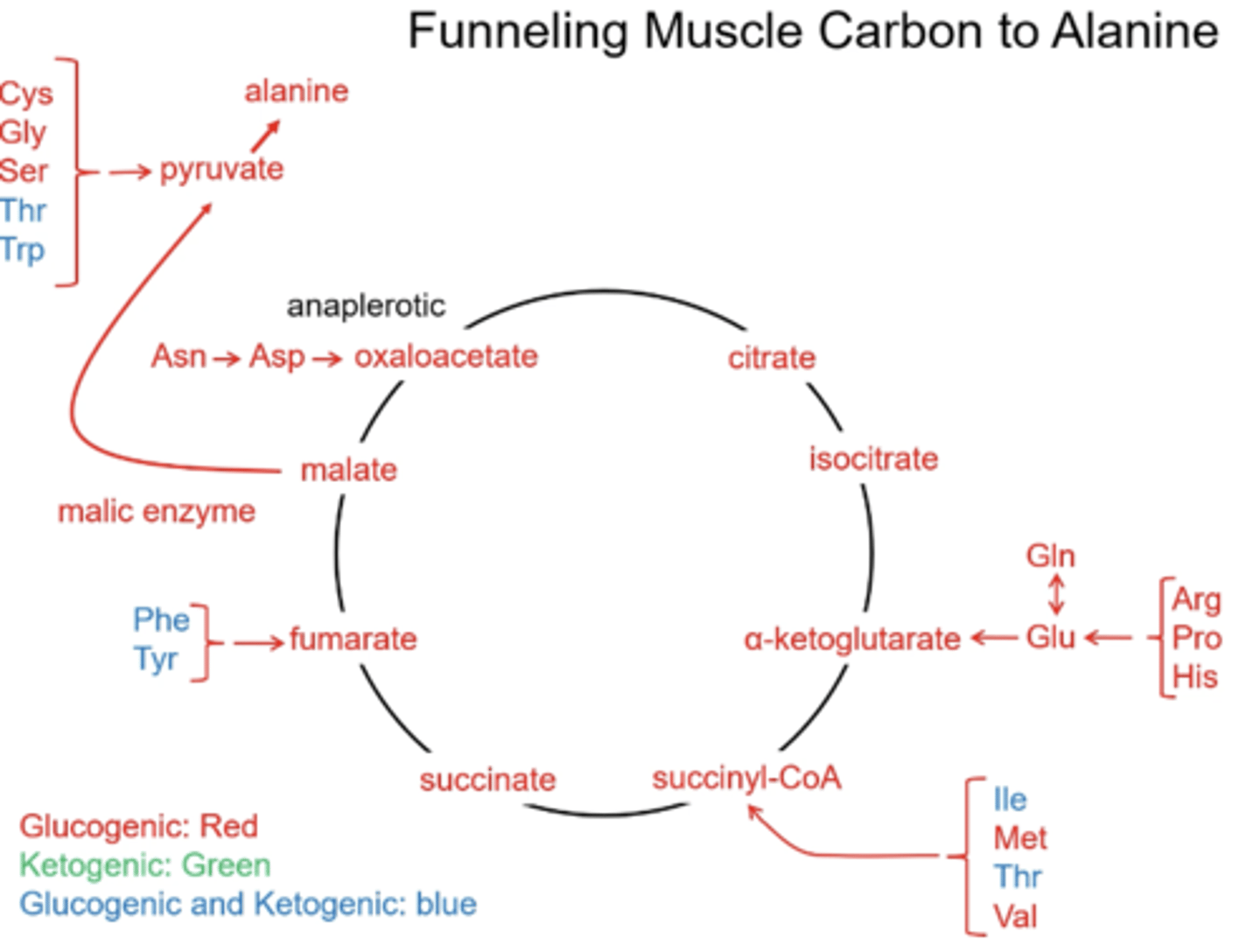 <p>All the anaplerotic reactions will add intermediates that will exit the TCA after one turn and get converted to pyruvate and then to alanine</p>