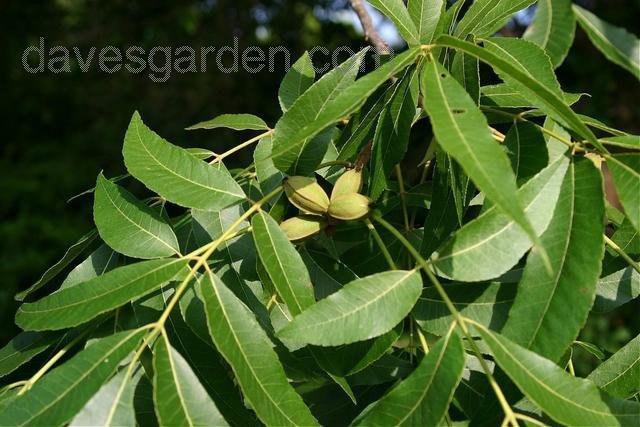 Family: Juglandaceae

SN: Carya aquatica