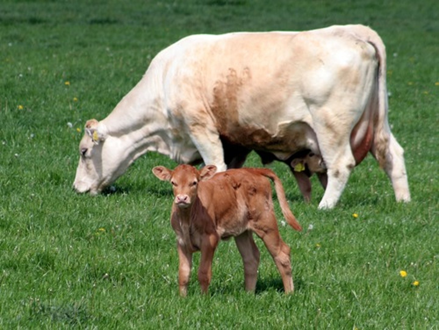 <p>calf</p>