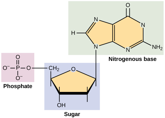 <p><span><span>What forms the backbone of a DNA strand?</span></span></p>