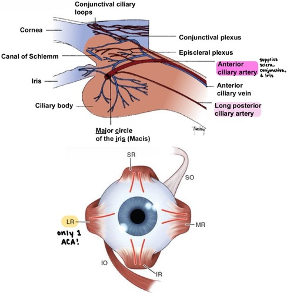 <p>from the EOMs.</p><p></p><p><strong>two ACAs for each rectus muscle</strong></p><p>→ <span style="text-decoration:underline">except</span> LR muscle only has 1!</p><p>→ 7 ACAs total per eye</p><p></p><p>supplies the sclera, <strong>conjunctiva</strong>, and iris.</p>