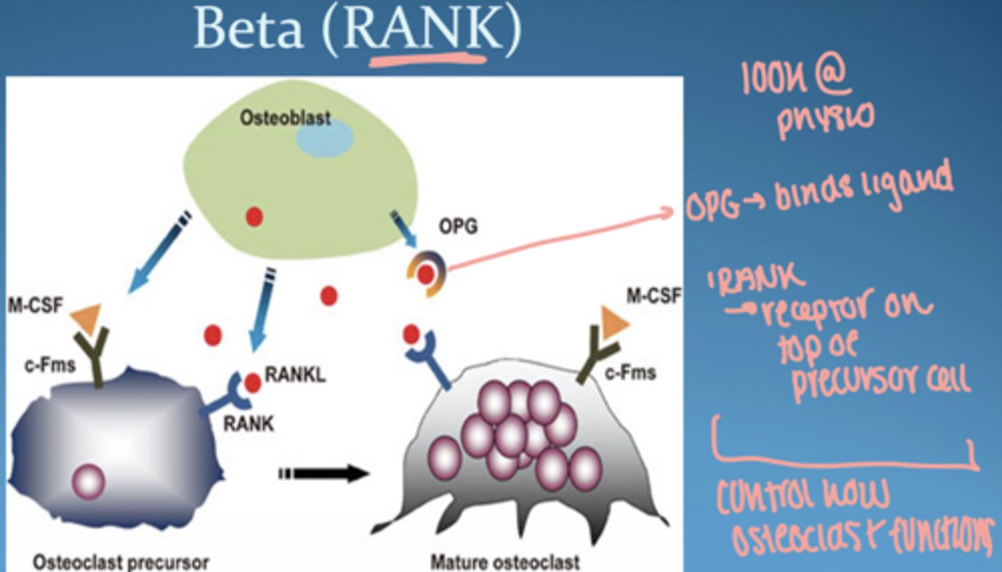 <p>cytokine produced by osteoblast and bone marrow stromal cells</p><p>activates osteoclasts → bone resorption</p><p>RANKL + RANK = regulate osteoclast differentiation and activation</p>