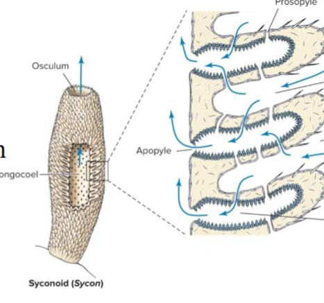 <p>porifera body plan </p><p>tubular body wall with a single osculum </p><p>body wall forms radial canals that is lined with choanocytes</p><p>water enters through the ostia into the choanocytes, where it is pushes through the apopyle and into the spongocoel </p><p>may be found in class Calcarea or Hexactinellida</p>