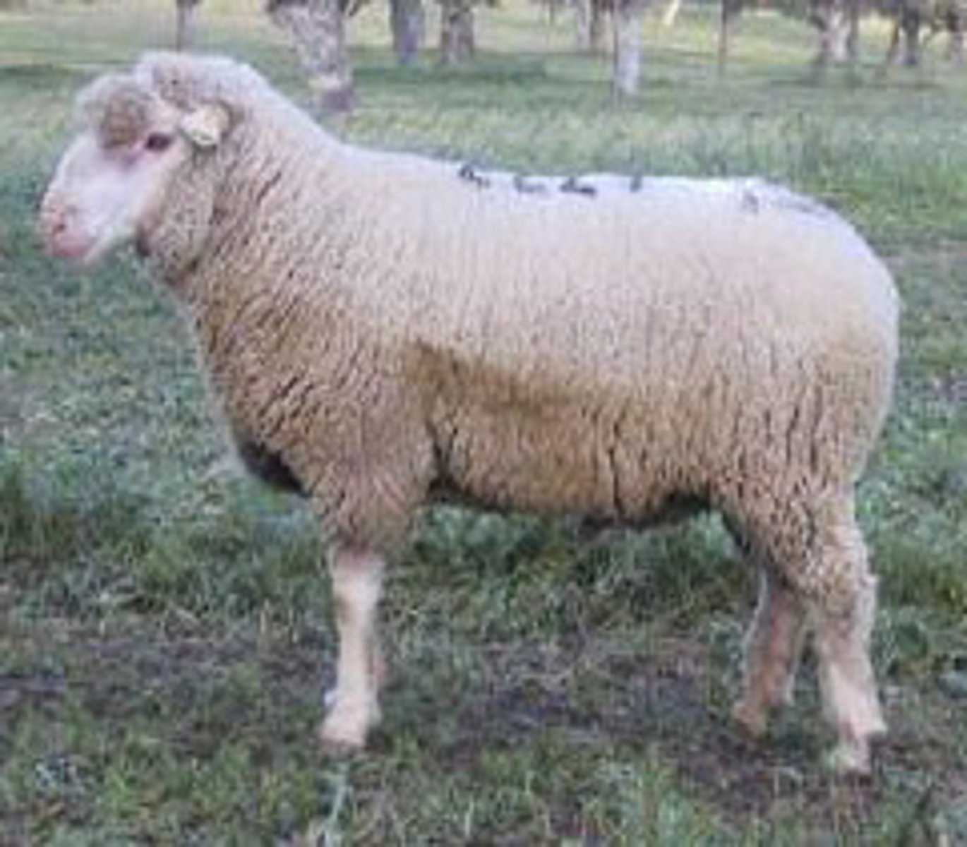 <p>straight face, semi loop ears, forward facing, meat, polyvalent</p>