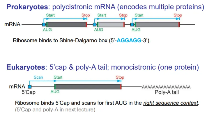 <ul><li><p>translation of <strong>prokaryotic </strong>mRNA begins before transcription is complete, because they don’t have membrane-bound nuclei, so the mRNA is <strong>polycistronic </strong>(encodes multiple proteins)</p></li><li><p>in <strong>eukaryotes</strong> the mRNA strands are cleaved and packaged to be sent to the ribosomes for translation, so the mRNA is in discrete chunks for each protein (<strong>monocistronic</strong>)</p></li></ul><p></p>
