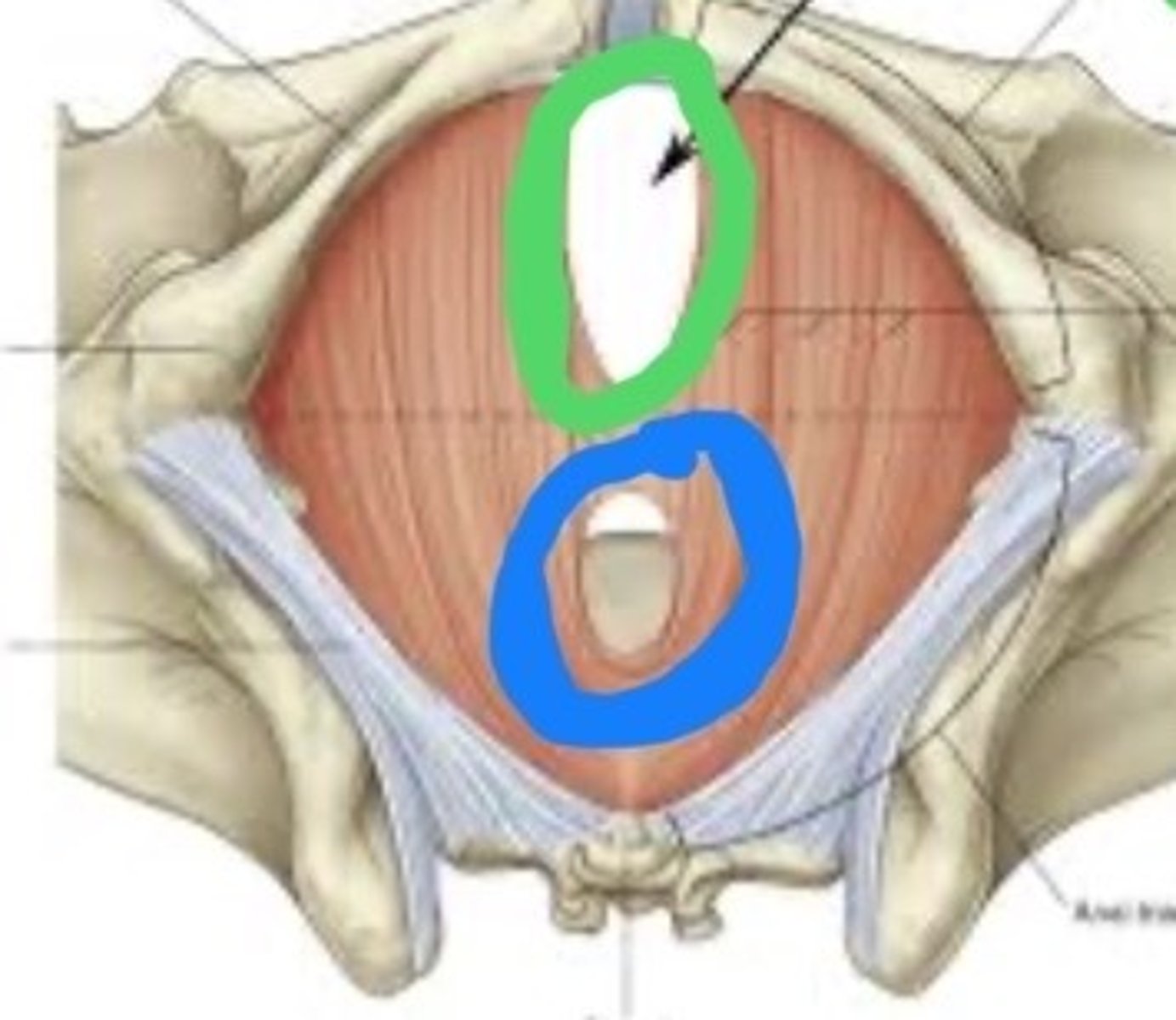 <p>Muscle (whole)</p>