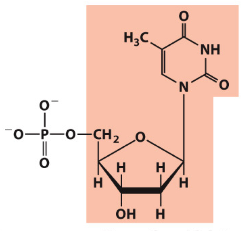 <p>What molecule is this? Give the nucleotide and nucleoside names as well as the 3 symbols that represent it</p>