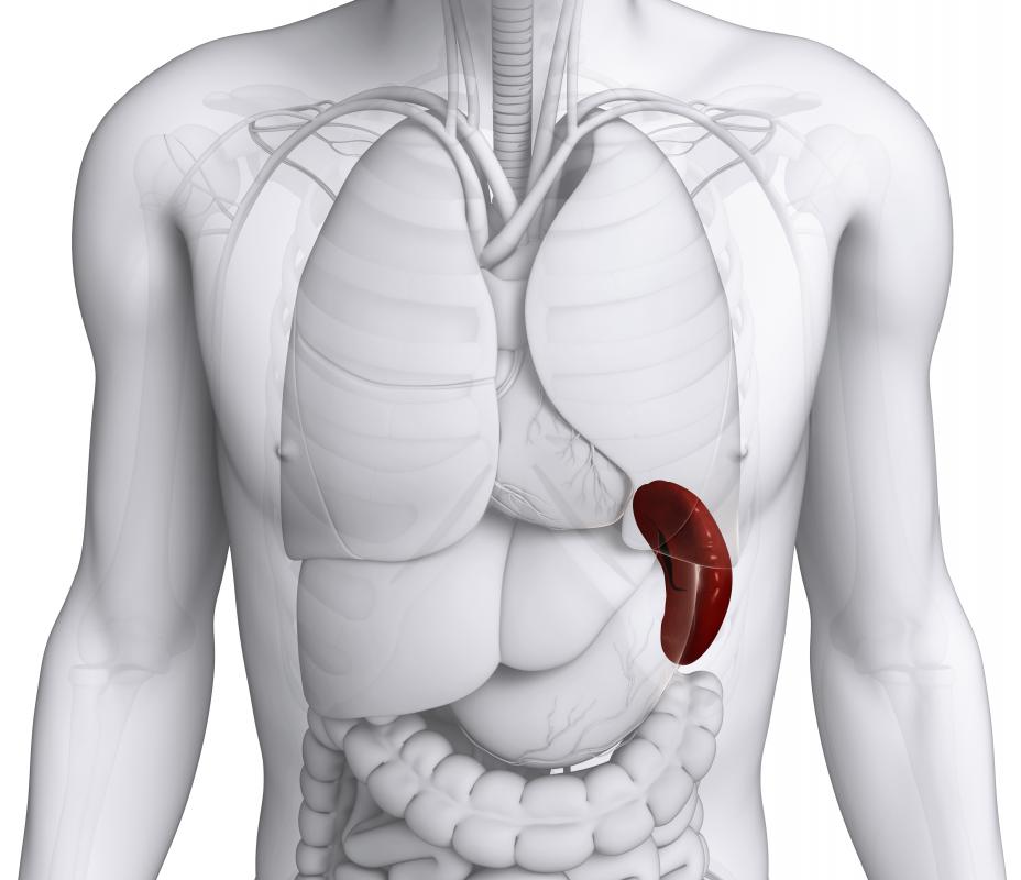 the lymphoid organ in the upper left quadrant of the abdominal cavity that filters pathogens from the blood
