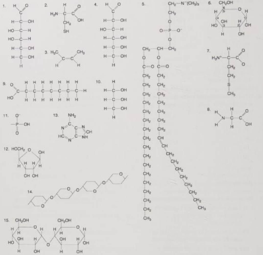 <p>Which of the following molecules could be joined together by a phosphodiester type of covalent bond?</p><p>A) 3 and 4 </p><p>B) 3 and 8 </p><p>C) 6 and 15 </p><p>D) 11 and 12 </p><p>E) 11 and 13</p>
