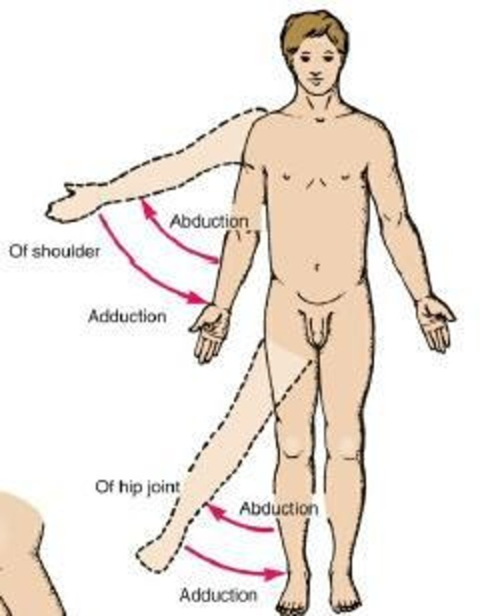 <p>Movement away from the midline of the body in the coronal plane.</p>