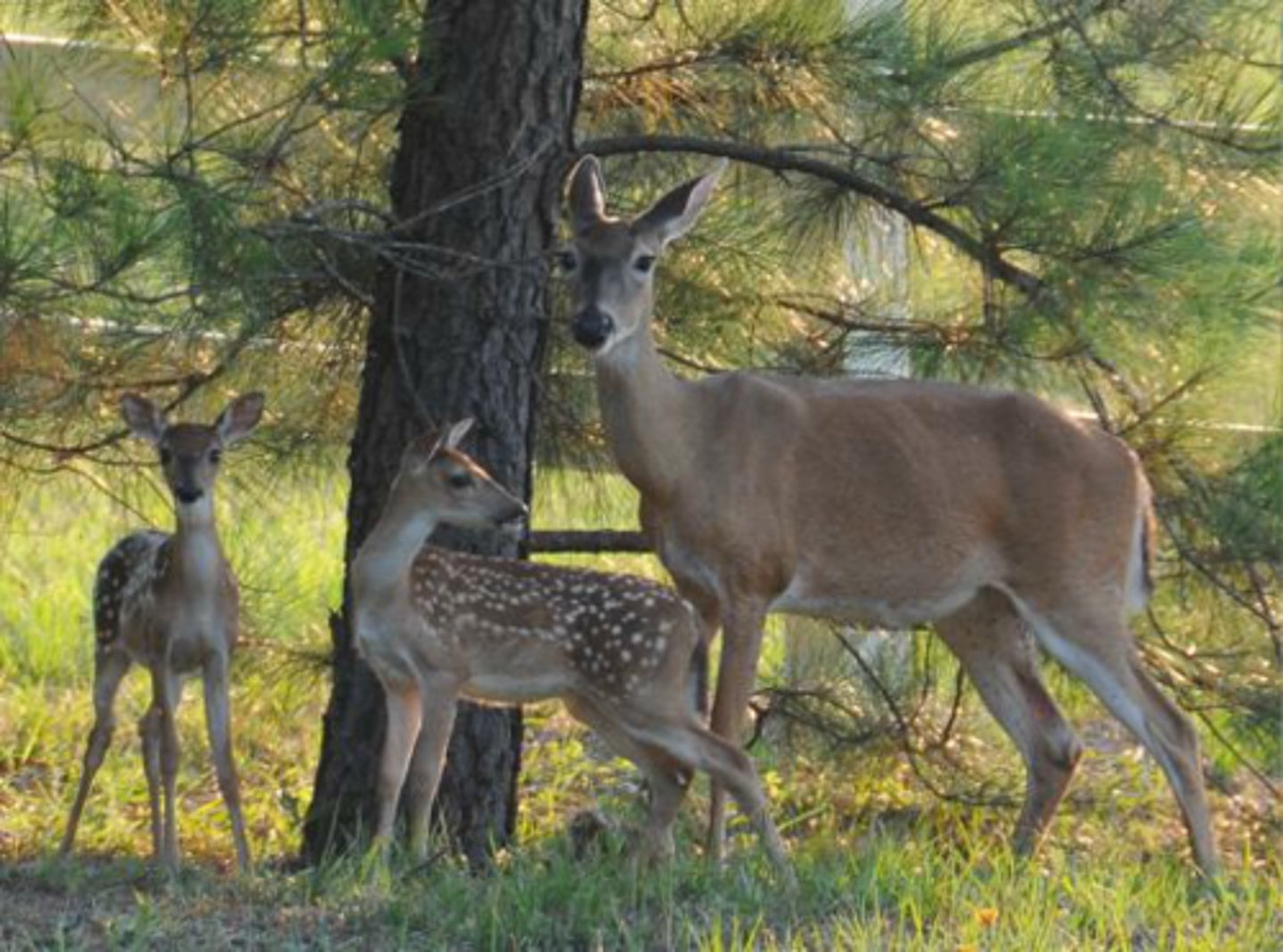 <p>Identify the species shown:</p>
