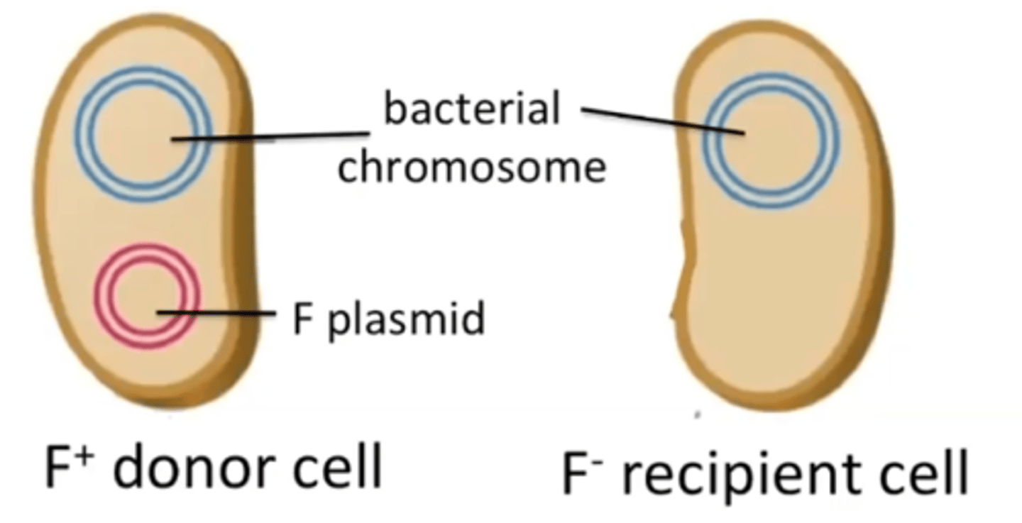 <p>A specific plasmid (transferred by an F+ donor cell) that contains the genes needed for pilus formation and DNA export.</p>