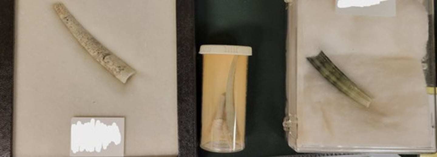 <p>Identify taxonomy</p>