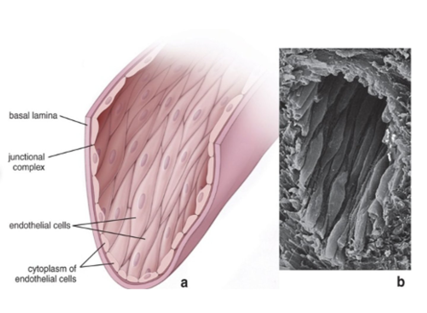 <p>What are Weibel-Palade bodies and where are they found?</p>