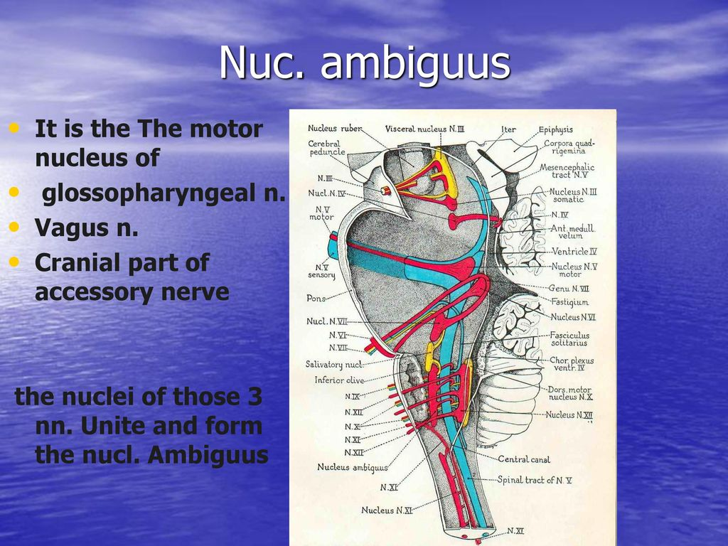 <p>T/F The recurrent laryngeal nerve</p><p><strong>T -</strong> A. has fibres whose cell bodies are in the nucleus ambiguus of the hindbrain</p><ul><li><p>branch of the <strong>vagus nerve</strong></p><ul><li><p><strong>motor fibers</strong> originate from the <strong>nucleus ambiguus</strong> </p><ul><li><p><strong>medulla oblongata</strong> of the brainstem</p></li></ul></li></ul></li></ul><p><strong>F -</strong> B. is entirely a motor nerve</p><ul><li><p>has some <strong>sensory fibers</strong></p></li></ul><p><strong>T -</strong> C. is a close relation of the inferior thyroid artery</p><ul><li><p>particularly in the neck, where it loops under the <strong>aortic arch (on the left)</strong></p></li></ul><p><strong>F -</strong> D. supplies all the muscles of the larynx</p><ul><li><p>most <strong>intrinsic muscles of the larynx</strong>, but not all</p></li></ul><p><strong>T -</strong> E. supplies some of the intrinsic muscles of the larynx.</p>