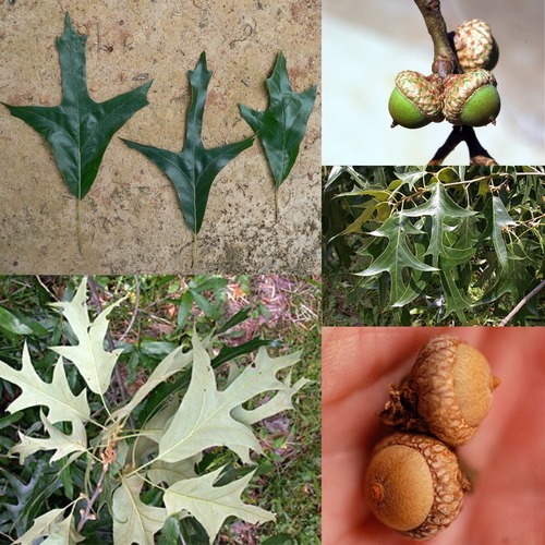 C: Southern Red Oak
Family: Fagaceae
Native: SE US
Height: 120 ft tall
~Can be 150-200 yrs old
Habitat: Mostly upland areas with well-drained soils. 
Bark: Thick, furrowed, grayish-brown.
Leaves: variable lobing (sickle-shaped). base- rounded, bell-shape. Dark green upper surface, golden-brown pubescence. Pinnate venation. 
~multiple terminal buds.
Fruits: small, hemispherical acorns.
Wildlife love <333
Tol: moderately shade intolerant, intolerant of salt and flood.