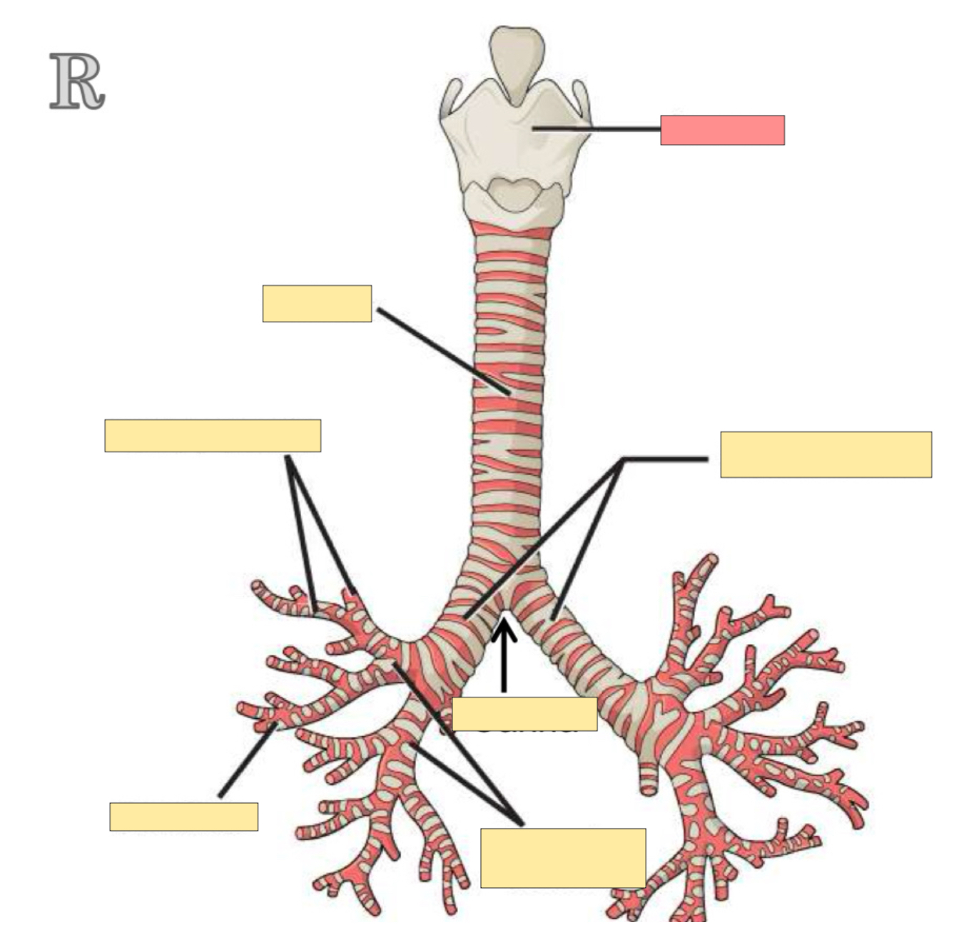 <p>What body part is this? </p>