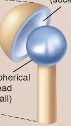 <p>Name the <span>synovial</span> joint</p>