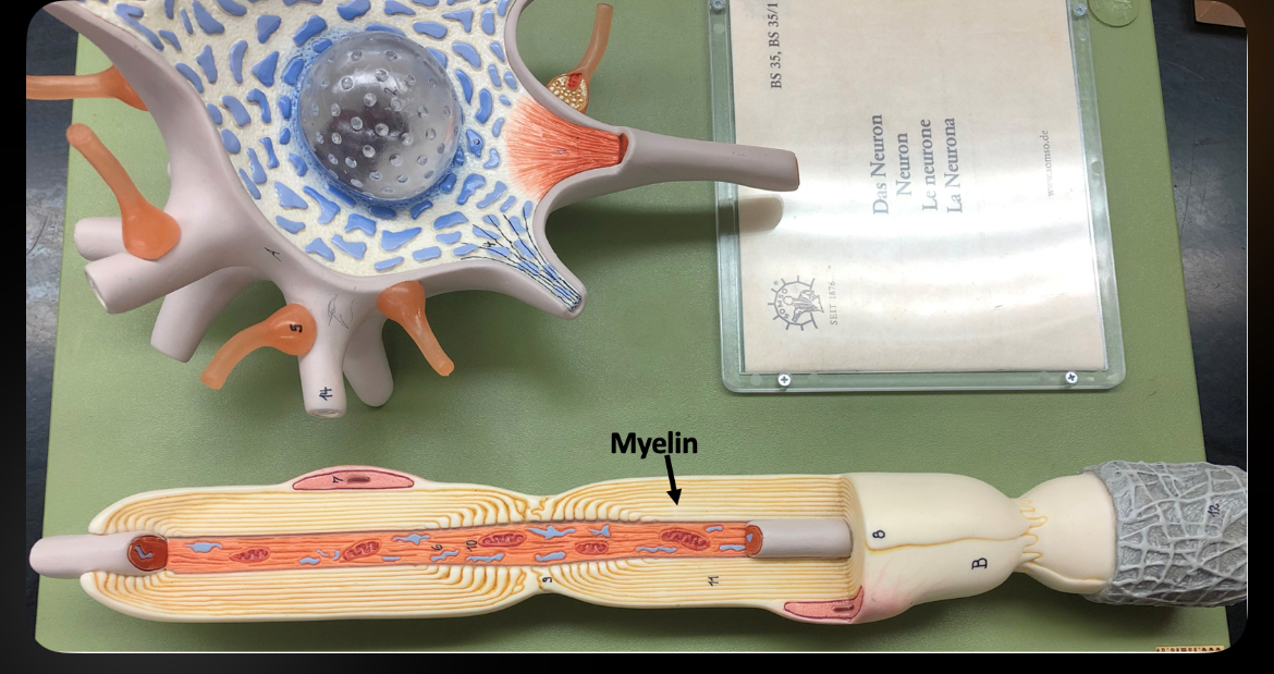 <p>Myelin</p>