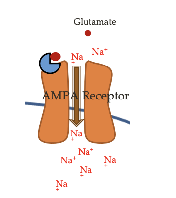 <ul><li><p>binding of glutamate to an AMPA receptor causes sodium channels to open</p></li><li><p>results in depolarization/EPSP</p></li></ul><p></p>