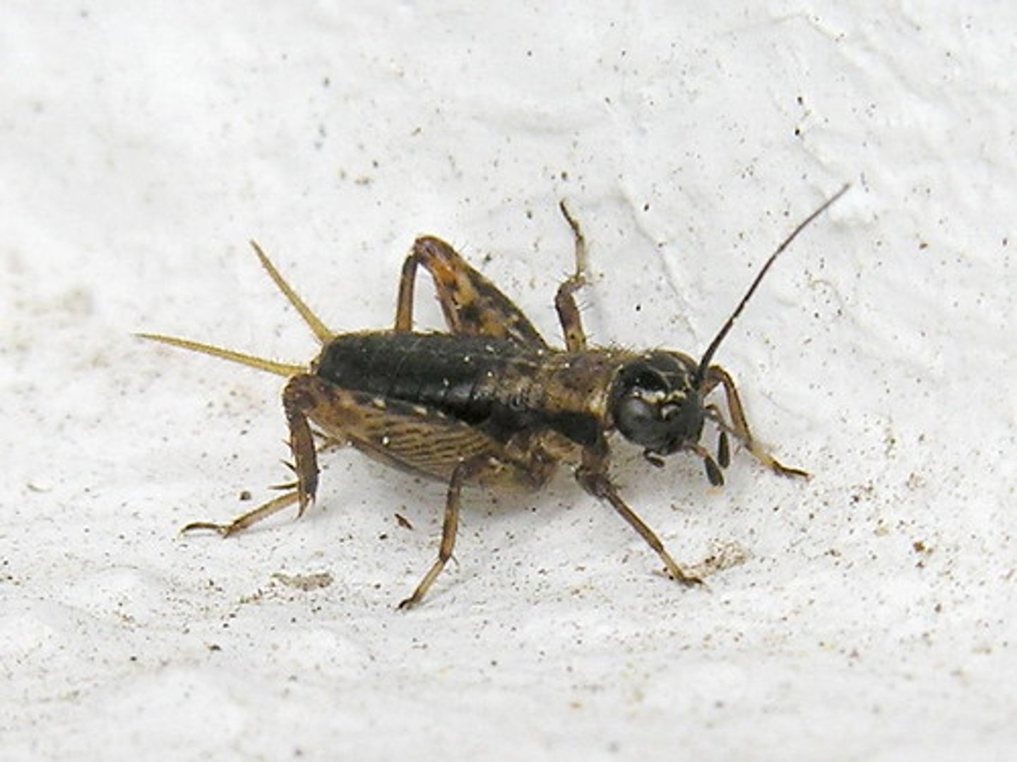 knowt flashcard image