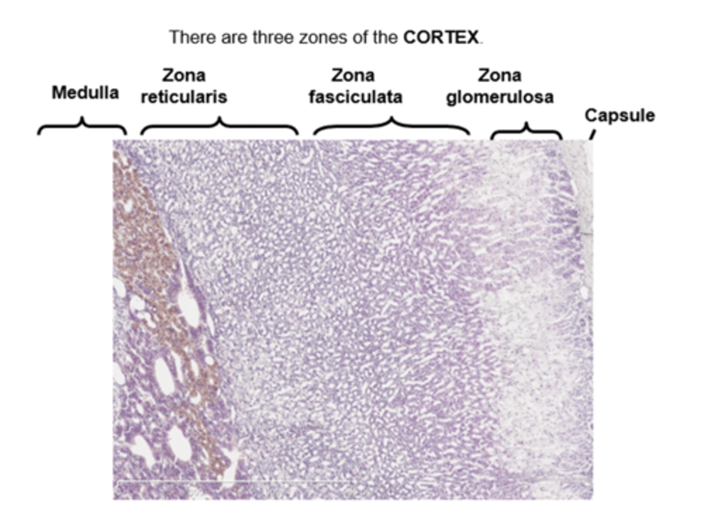 <p></p><p>Zona glomerulosa - 'blobs' - make mineralocorticoids.</p><p>Zona fasiculata - 'strings' - make glucocorticoids.</p><p>Zona reticularis - 'network' - makes androgens.</p><p>MR Fat Guy Chris</p><p>M=medulla</p><p>C=Capsule</p>