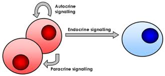 <p>A mechanism of communication in which signaling molecules are secreted by cells to target nearby neighboring cells. This type of signaling is vital for coordinating local cellular responses and ensuring that groups of cells can communicate effectively within a tissue or organ.</p>