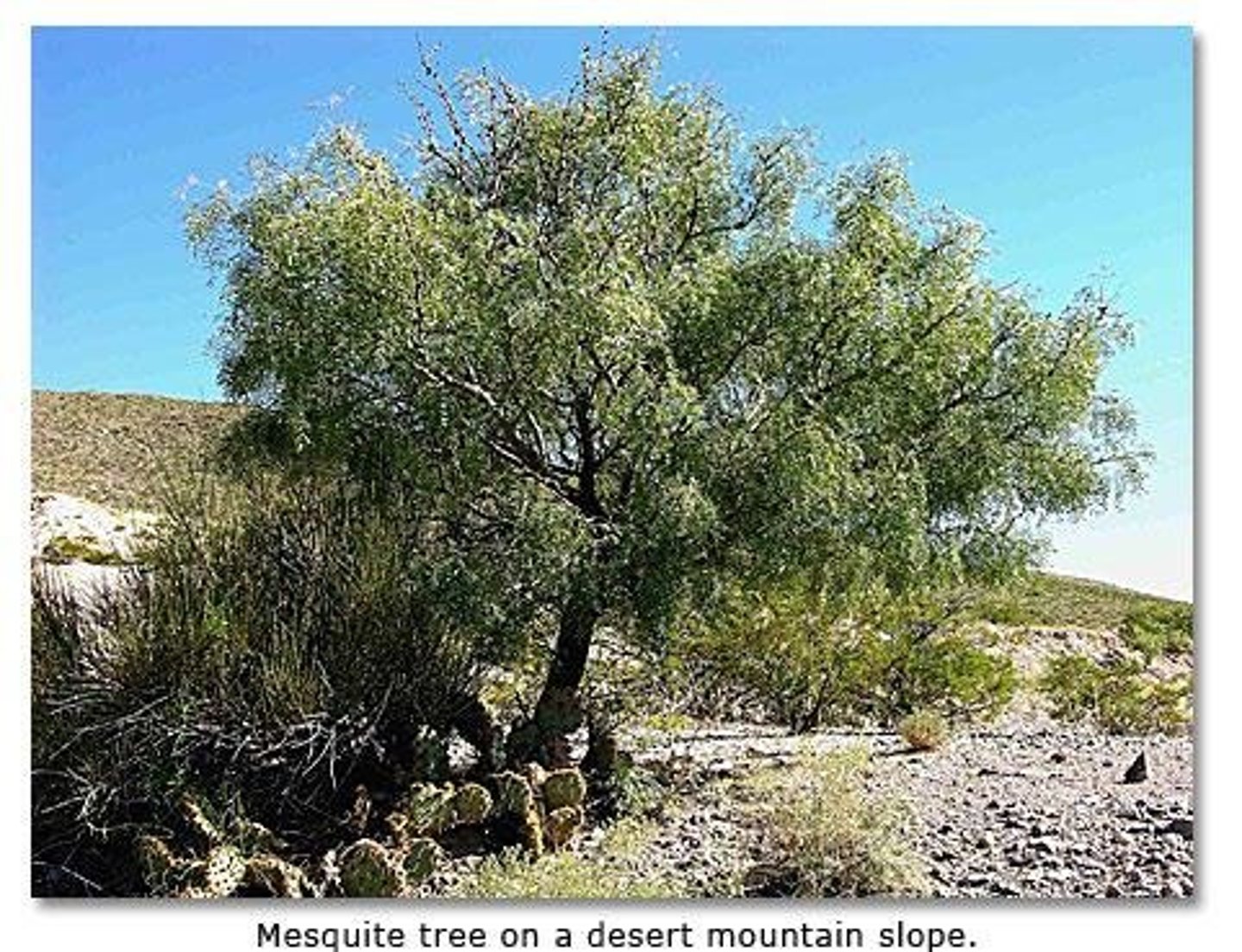 <p>Mesquite plant with deep root system.</p>