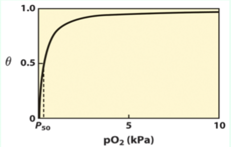<p><strong>Partial pressure of O2</strong> at which <strong>half of binding sites are occupied (θ = 0.5 (50% saturation)).</strong></p>