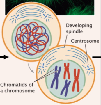 <p>chromosomes condense (each possess 2 chromatids) and mitotic spindle forms</p>