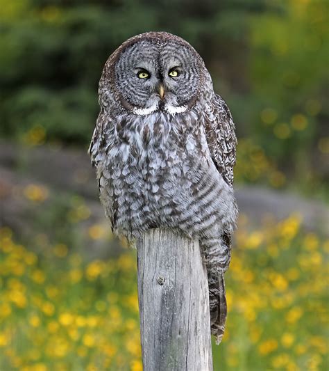 **Dramatic facial disc**, grey coloration with barring. Males and females similar.