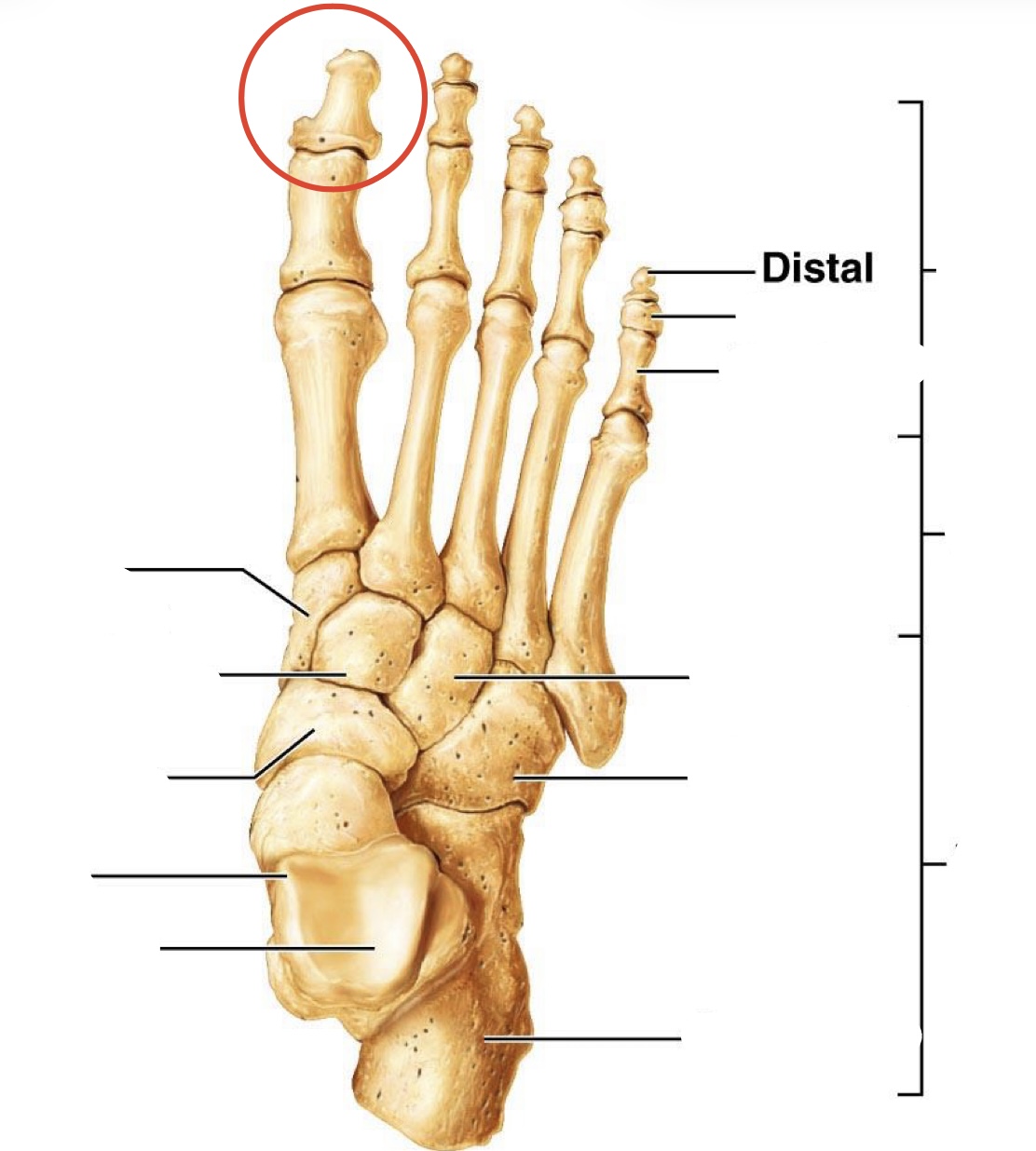 <p>Distal <span>Phalanges</span></p>