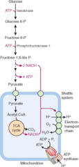 <p>It is anaerobic as it does not require the presence of oxygen.</p>