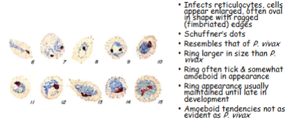 <p>What is the genus, species, and stage of this parasite?</p>