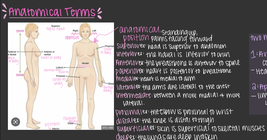 anatomical position:standing up, palms facing forward

\
two major divisions


1. axial: trunk, the center core region
2. appendicular: limbs > arms & legs 