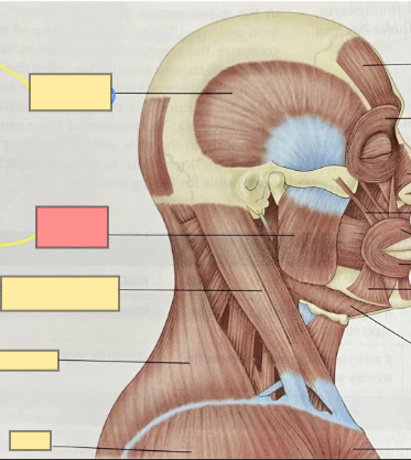 <p>closes the jaw</p>