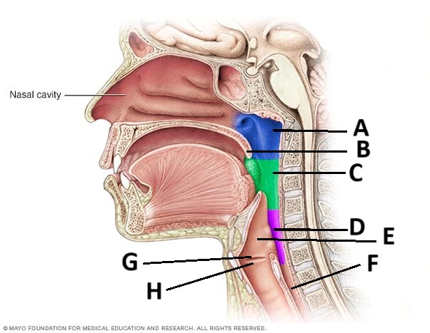 <p>A</p>
