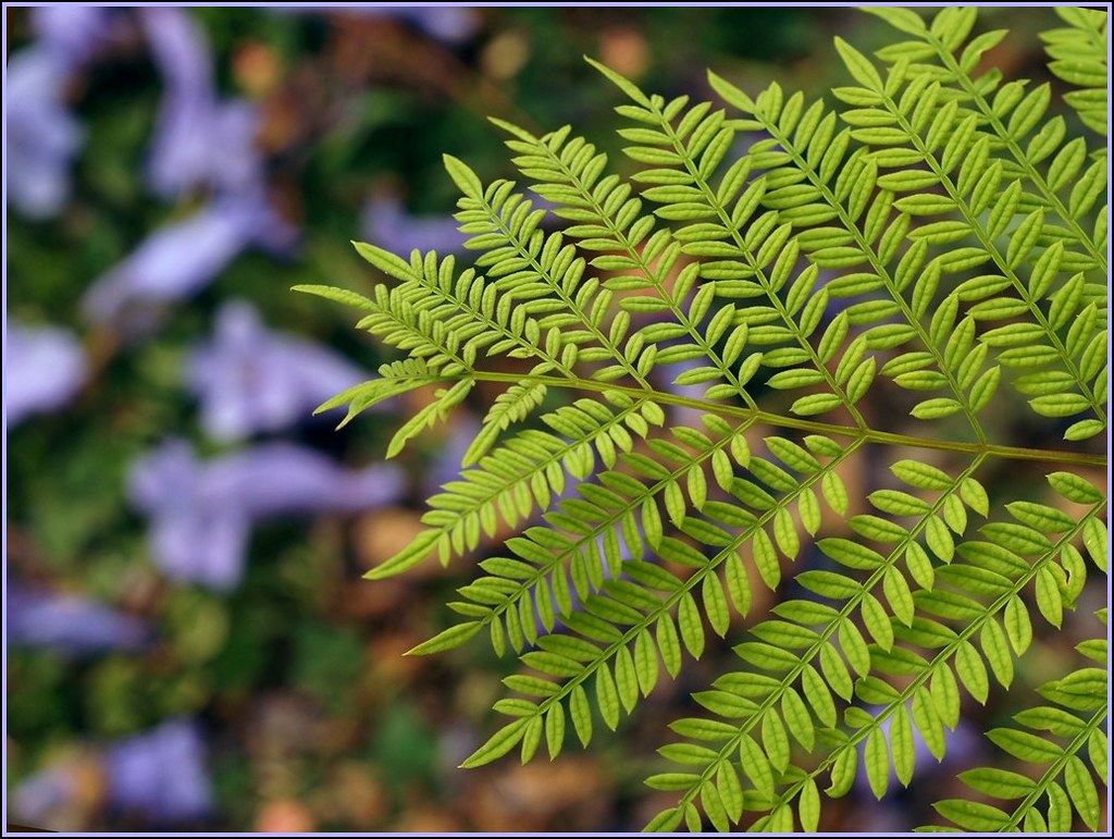 <p><span style="font-family: Inter, helvetica, arial, sans-serif">pinnately compound leaves in which the leaflets are themselves pinnately compound</span></p>