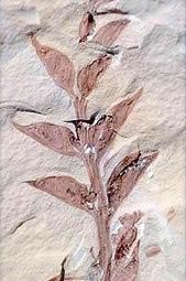 <p>oldest known fossil angiosperm (125 million years old from northeastern China)</p>