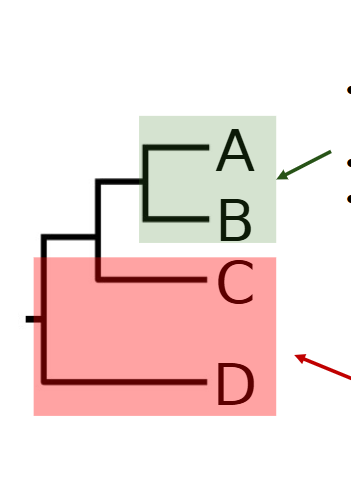 <p>why is the red not a clade</p>