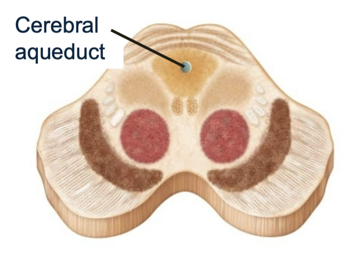 
1. Located between diencephalon and pons
2. Part of brain stem
3. Internal cavity is cerebral aqueduct

* Part of brain ventricles
